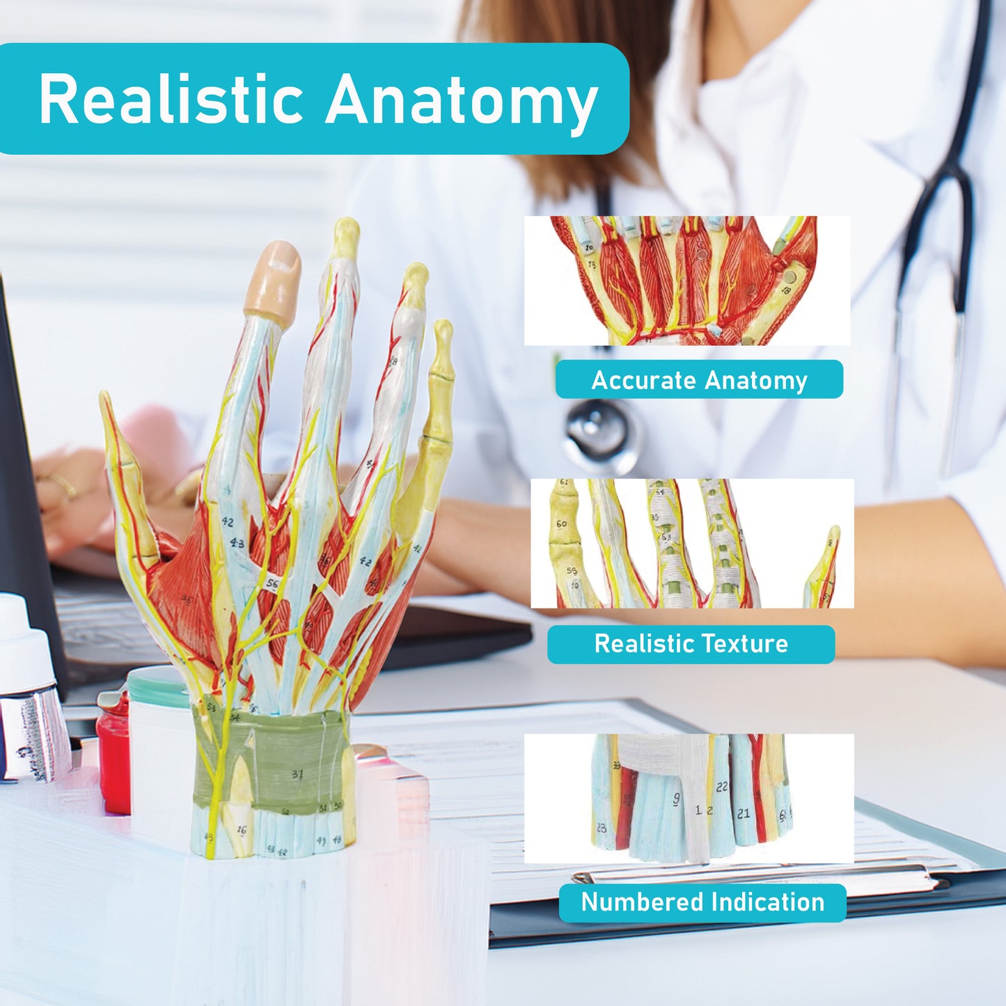 LABZIO Life-Size Hand Skeleton Model | 7-Part Anatomical Model with Ligaments, Muscles, Nerves & Arteries | Medical Study Model for Students, Physiotherapy, Orthopedic & Chiropractic Education