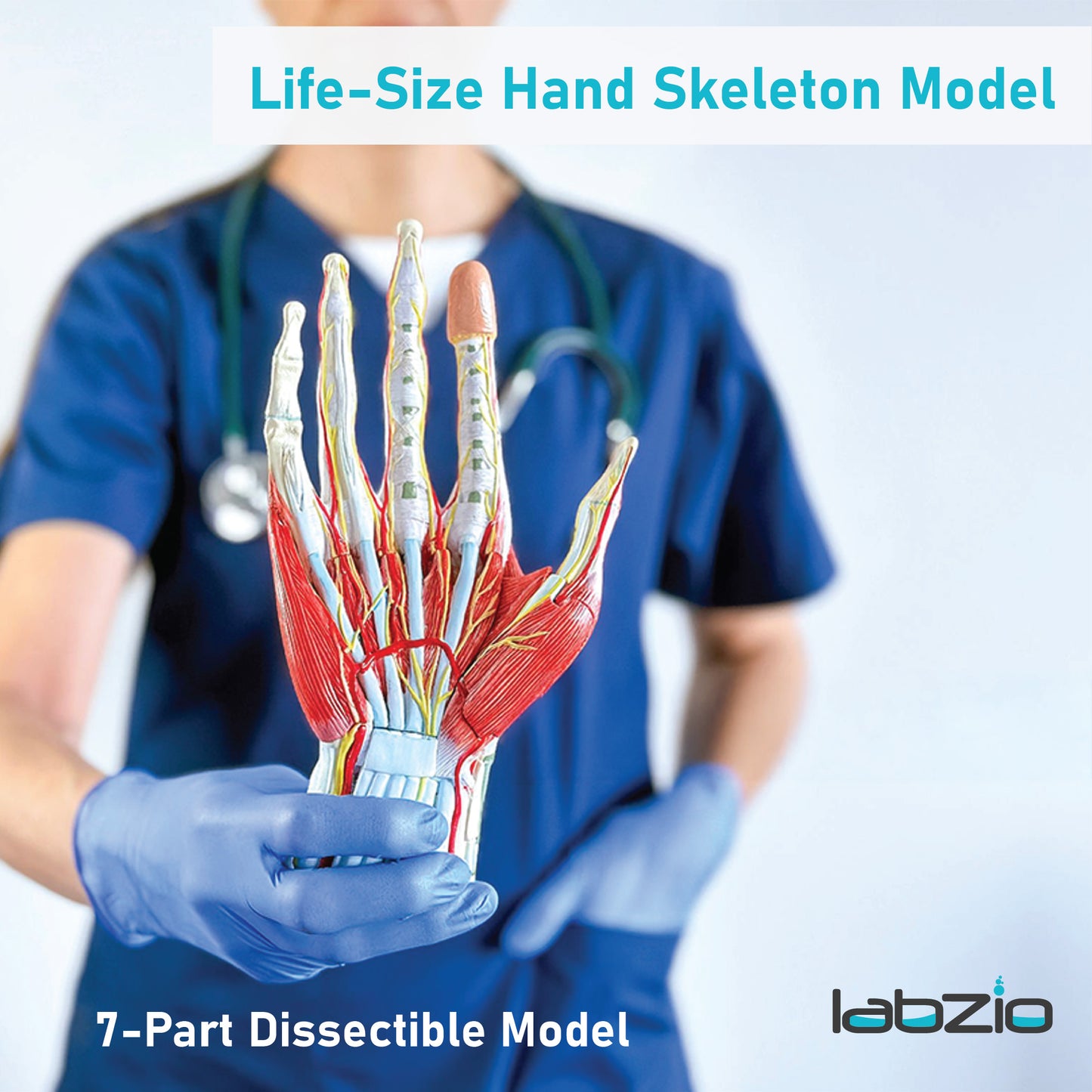 LABZIO Life-Size Hand Skeleton Model | 7-Part Anatomical Model with Ligaments, Muscles, Nerves & Arteries | Medical Study Model for Students, Physiotherapy, Orthopedic & Chiropractic Education