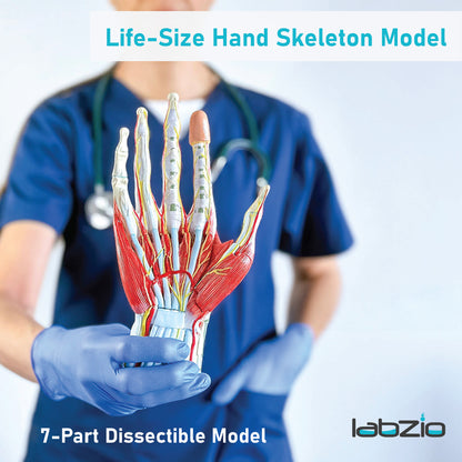 LABZIO Life-Size Hand Skeleton Model | 7-Part Anatomical Model with Ligaments, Muscles, Nerves & Arteries | Medical Study Model for Students, Physiotherapy, Orthopedic & Chiropractic Education