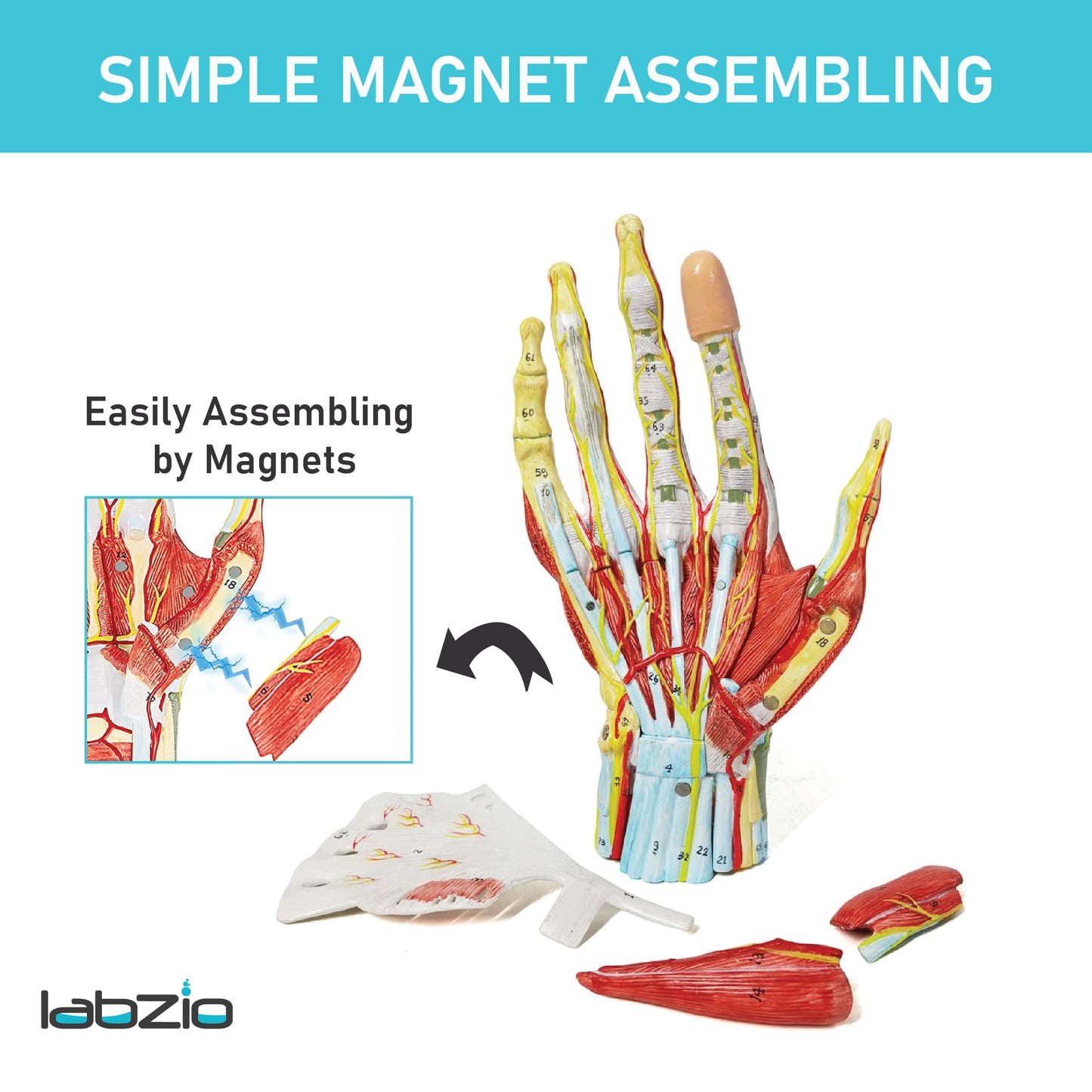 LABZIO Life-Size Hand Skeleton Model | 7-Part Anatomical Model with Ligaments, Muscles, Nerves & Arteries | Medical Study Model for Students, Physiotherapy, Orthopedic & Chiropractic Education