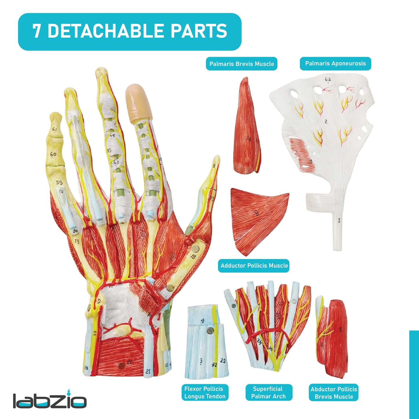 LABZIO Life-Size Hand Skeleton Model | 7-Part Anatomical Model with Ligaments, Muscles, Nerves & Arteries | Medical Study Model for Students, Physiotherapy, Orthopedic & Chiropractic Education