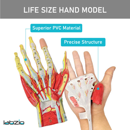 LABZIO Life-Size Hand Skeleton Model | 7-Part Anatomical Model with Ligaments, Muscles, Nerves & Arteries | Medical Study Model for Students, Physiotherapy, Orthopedic & Chiropractic Education