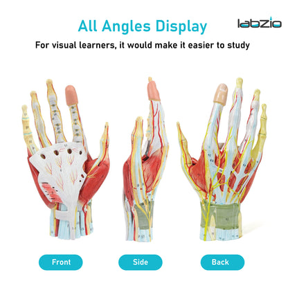 LABZIO Life-Size Hand Skeleton Model | 7-Part Anatomical Model with Ligaments, Muscles, Nerves & Arteries | Medical Study Model for Students, Physiotherapy, Orthopedic & Chiropractic Education