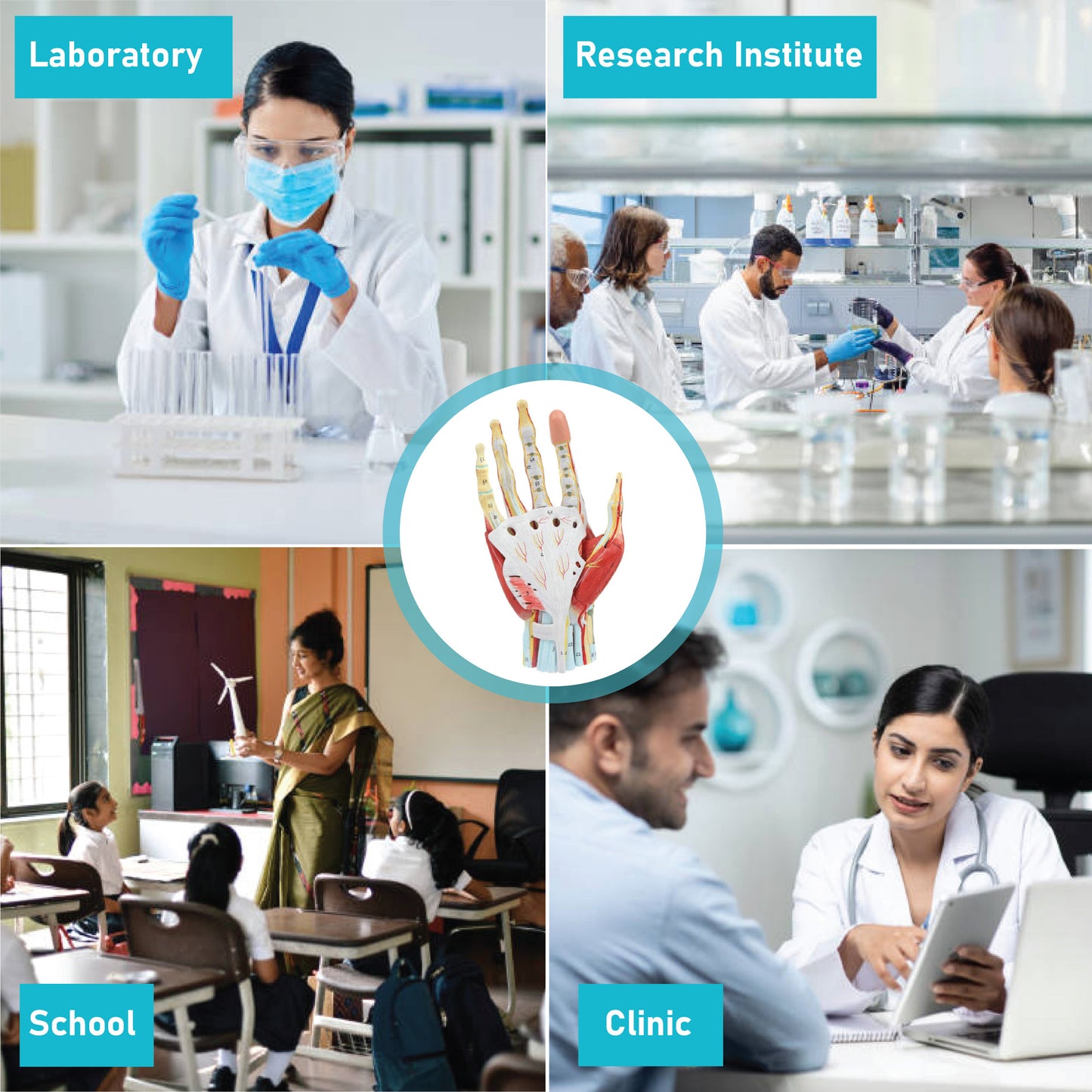 LABZIO Life-Size Hand Skeleton Model | 7-Part Anatomical Model with Ligaments, Muscles, Nerves & Arteries | Medical Study Model for Students, Physiotherapy, Orthopedic & Chiropractic Education