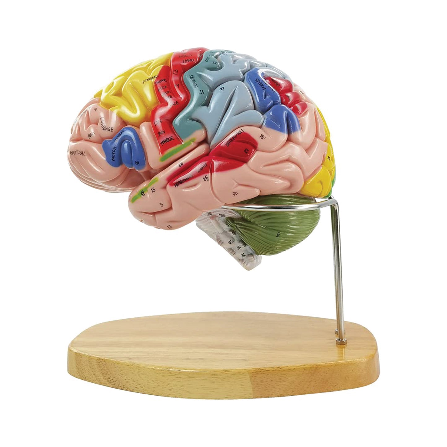 Labzio - Deluxe Human Brain Model - 4 Parts, Color-Coded,1.5 times enlarged