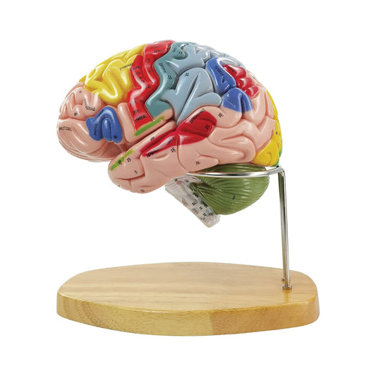 Labzio - Deluxe Human Brain Model - 4 Parts, Color-Coded,1.5 times enlarged