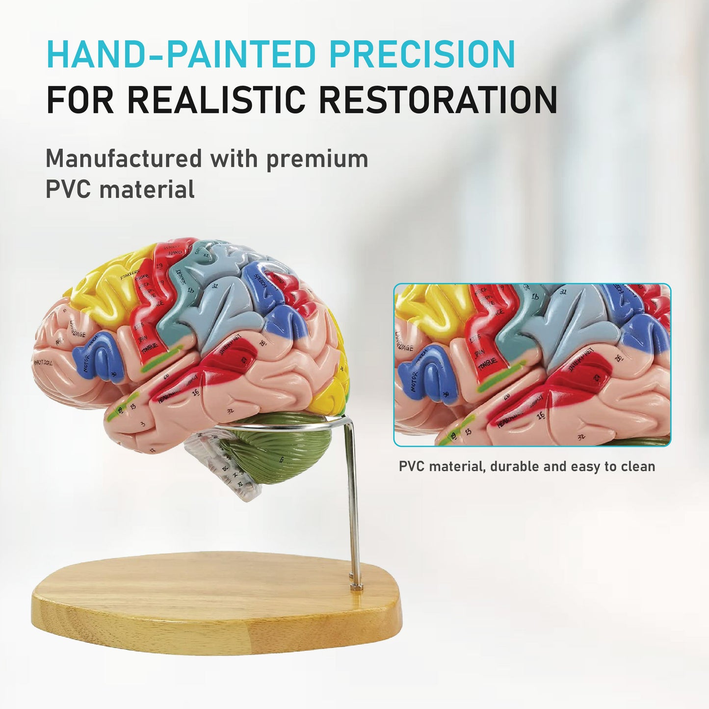 Labzio - Deluxe Human Brain Model - 4 Parts, Color-Coded,1.5 times enlarged