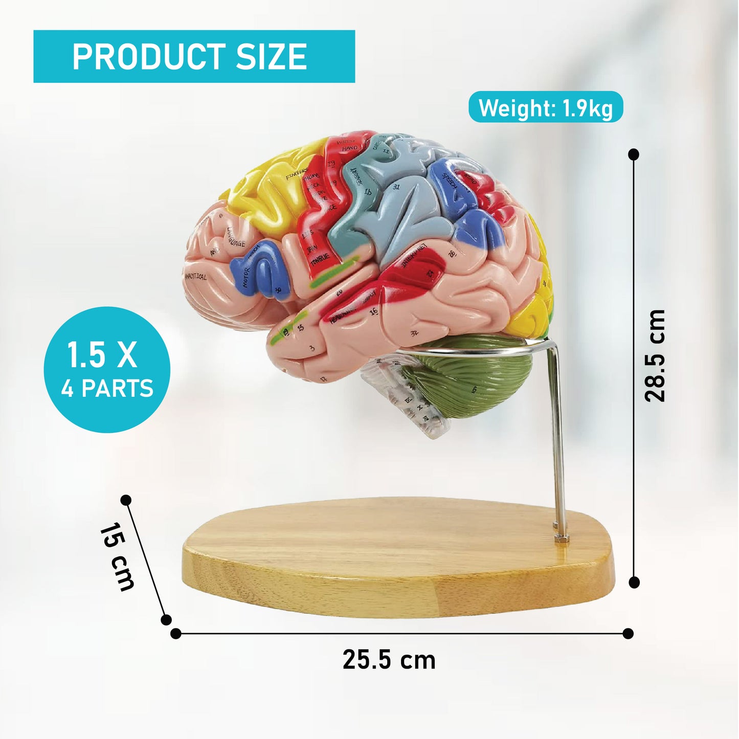 Labzio - Deluxe Human Brain Model - 4 Parts, Color-Coded,1.5 times enlarged