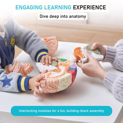 Labzio - Deluxe Human Brain Model - 4 Parts, Color-Coded,1.5 times enlarged