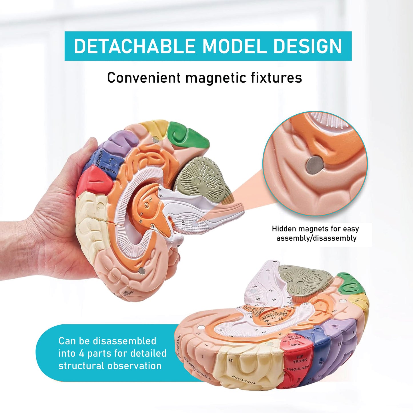 Labzio - Deluxe Human Brain Model - 4 Parts, Color-Coded,1.5 times enlarged