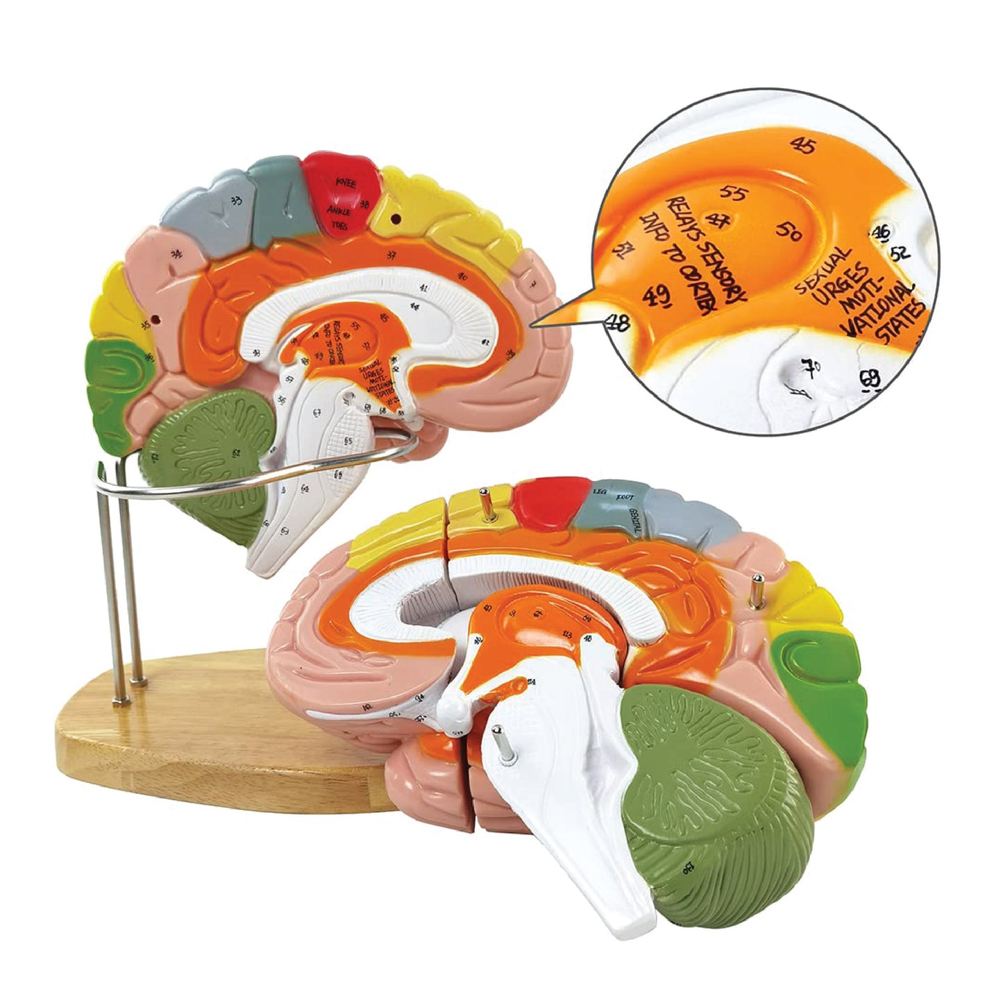 Labzio - Deluxe Human Brain Model - 4 Parts, Color-Coded,1.5 times enlarged