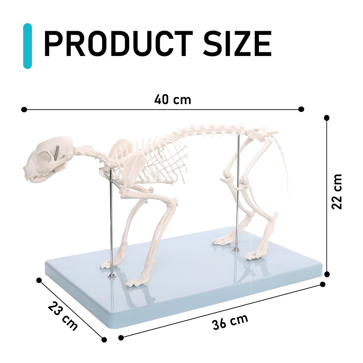 Life-Sized Cat Skeleton Model - Realistic Anatomy for Veterinarians, Students, and Cat Enthusiasts