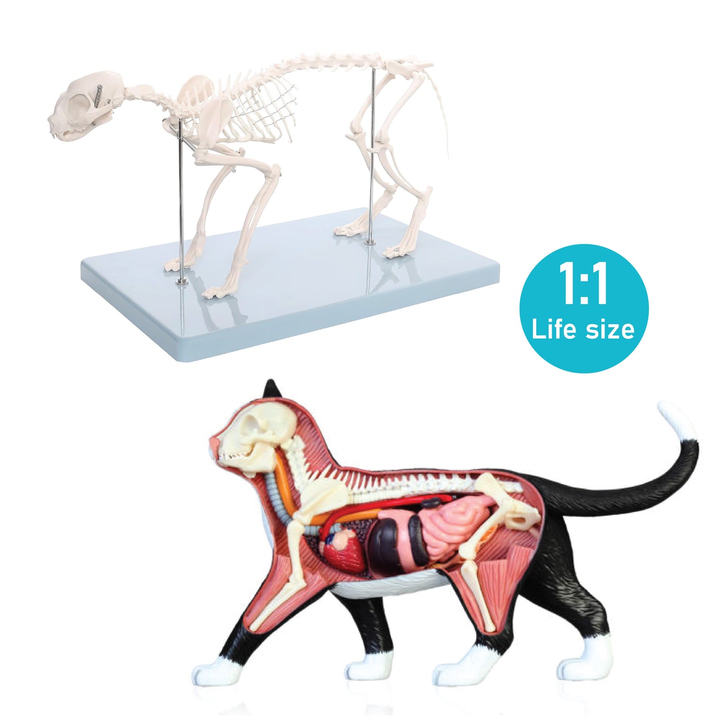 Life-Sized Cat Skeleton Model - Realistic Anatomy for Veterinarians, Students, and Cat Enthusiasts