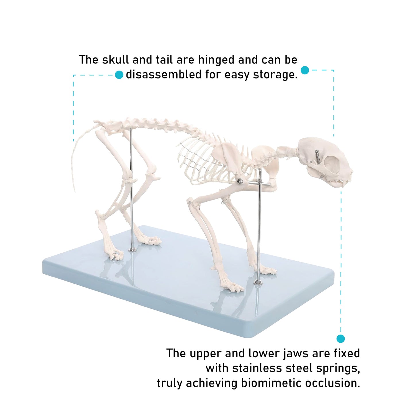 Life-Sized Cat Skeleton Model - Realistic Anatomy for Veterinarians, Students, and Cat Enthusiasts