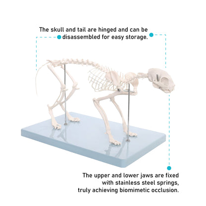 Life-Sized Cat Skeleton Model - Realistic Anatomy for Veterinarians, Students, and Cat Enthusiasts