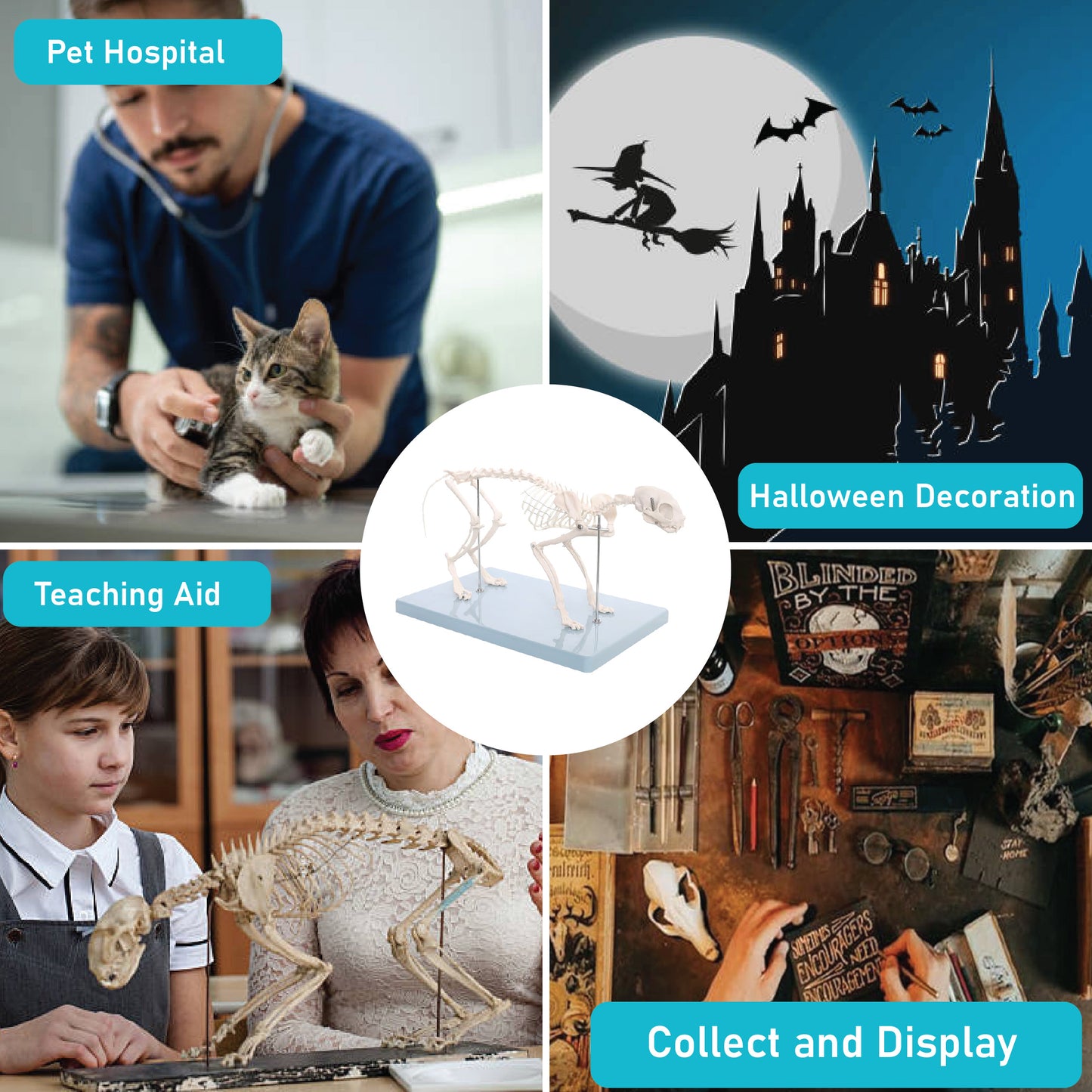 Life-Sized Cat Skeleton Model - Realistic Anatomy for Veterinarians, Students, and Cat Enthusiasts