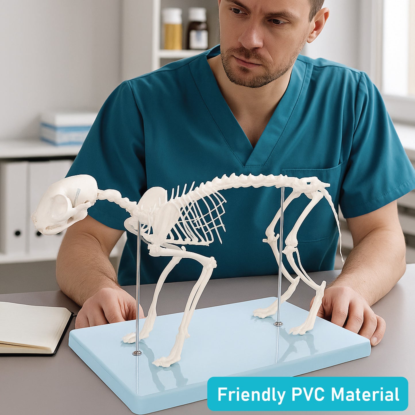 Life-Sized Cat Skeleton Model - Realistic Anatomy for Veterinarians, Students, and Cat Enthusiasts