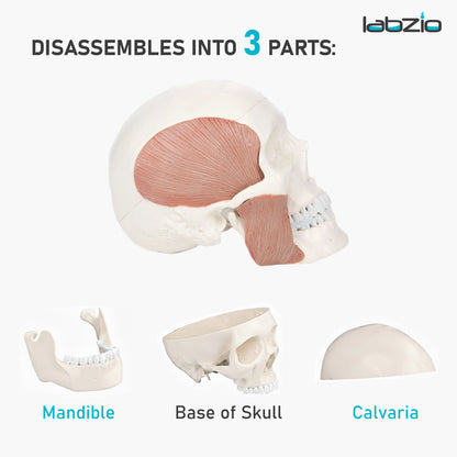 LABZIO - Premium 3-Part Human Skull Model with Masticatory Muscles, Life Size Anatomical Skull Cast from Real Human Bones Shows Range of Motion of Jaw