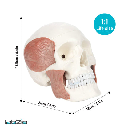 LABZIO - Premium 3-Part Human Skull Model with Masticatory Muscles, Life Size Anatomical Skull Cast from Real Human Bones Shows Range of Motion of Jaw