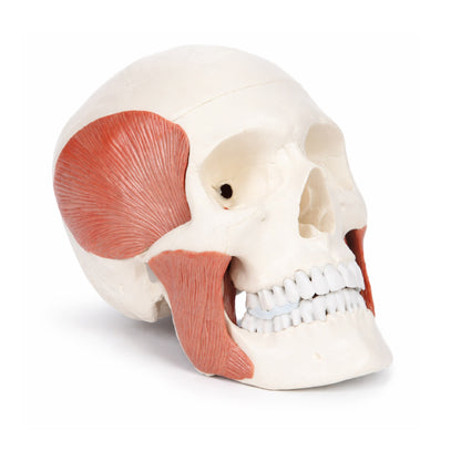 LABZIO - Premium 3-Part Human Skull Model with Masticatory Muscles, Life Size Anatomical Skull Cast from Real Human Bones Shows Range of Motion of Jaw