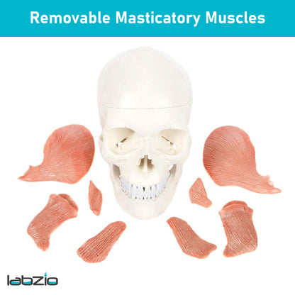 LABZIO - Premium 3-Part Human Skull Model with Masticatory Muscles, Life Size Anatomical Skull Cast from Real Human Bones Shows Range of Motion of Jaw