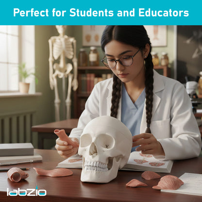 LABZIO - Premium 3-Part Human Skull Model with Masticatory Muscles, Life Size Anatomical Skull Cast from Real Human Bones Shows Range of Motion of Jaw