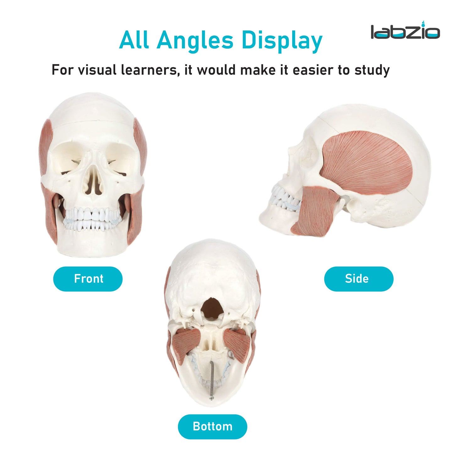 LABZIO - Premium 3-Part Human Skull Model with Masticatory Muscles, Life Size Anatomical Skull Cast from Real Human Bones Shows Range of Motion of Jaw