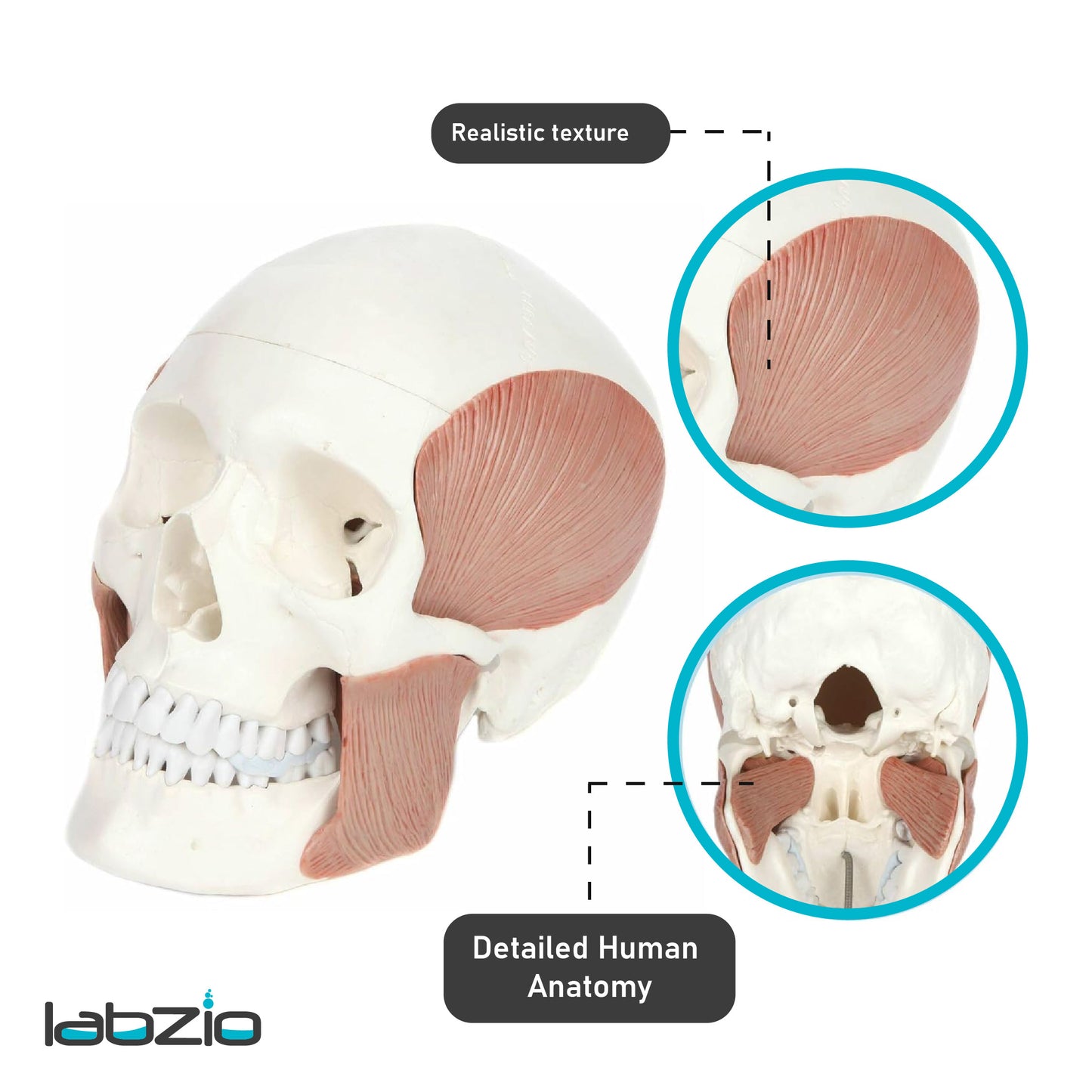 LABZIO - Premium 3-Part Human Skull Model with Masticatory Muscles, Life Size Anatomical Skull Cast from Real Human Bones Shows Range of Motion of Jaw