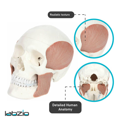 LABZIO - Premium 3-Part Human Skull Model with Masticatory Muscles, Life Size Anatomical Skull Cast from Real Human Bones Shows Range of Motion of Jaw