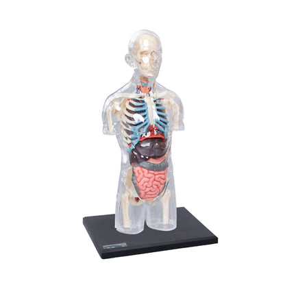LABZIO 4D Master Transparent Pregnant Female / Male Model Anatomy Learning Kit | Detailed Educational Figure for Medical Training, Classroom Teaching, Patient Education & Anatomical Study | Nursing Students