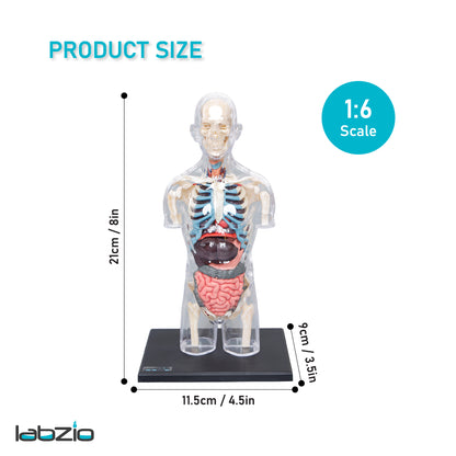 LABZIO 4D Master Transparent Pregnant Female / Male Model Anatomy Learning Kit | Detailed Educational Figure for Medical Training, Classroom Teaching, Patient Education & Anatomical Study | Nursing Students
