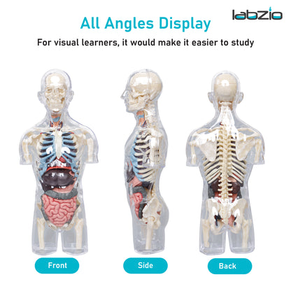 LABZIO 4D Master Transparent Pregnant Female / Male Model Anatomy Learning Kit | Detailed Educational Figure for Medical Training, Classroom Teaching, Patient Education & Anatomical Study | Nursing Students
