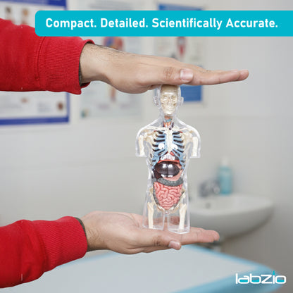 LABZIO 4D Master Transparent Pregnant Female / Male Model Anatomy Learning Kit | Detailed Educational Figure for Medical Training, Classroom Teaching, Patient Education & Anatomical Study | Nursing Students