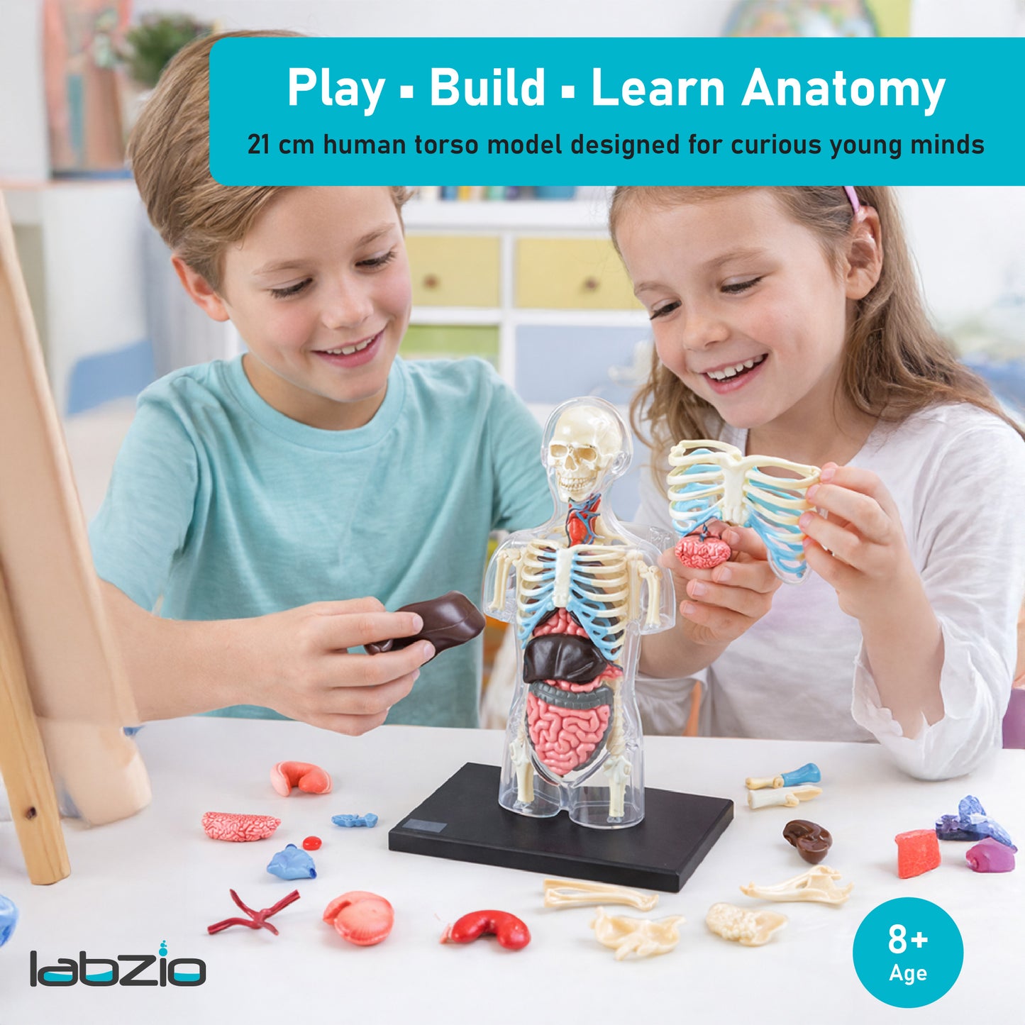 LABZIO 4D Master Transparent Pregnant Female / Male Model Anatomy Learning Kit | Detailed Educational Figure for Medical Training, Classroom Teaching, Patient Education & Anatomical Study | Nursing Students