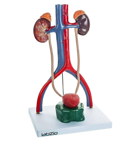 Anatomical Urinary System 3D Relief Model, Model On Base, Showing Kidney, Adrenal Glands, Ureter and Bladder, Supplied with Detailed Study Guide