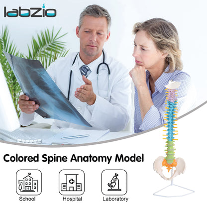 Life Size Flexible Male Spinal Column 3-part colored