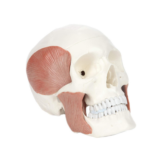 3-Part Human Skull Model with Masticatory Muscles, Life Size Anatomical Skull Cast from Real Human Bones Shows Range of Motion of Jaw, Made by LABZIO