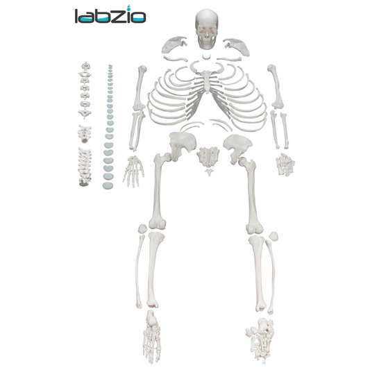 LABZIO Life-Size Disarticulated Human Skeleton Model (177cm) | PVC Bone Set with Movable Jaw for Anatomy & Medical Study | Educational Tool for Students, Teachers & Medical Schools