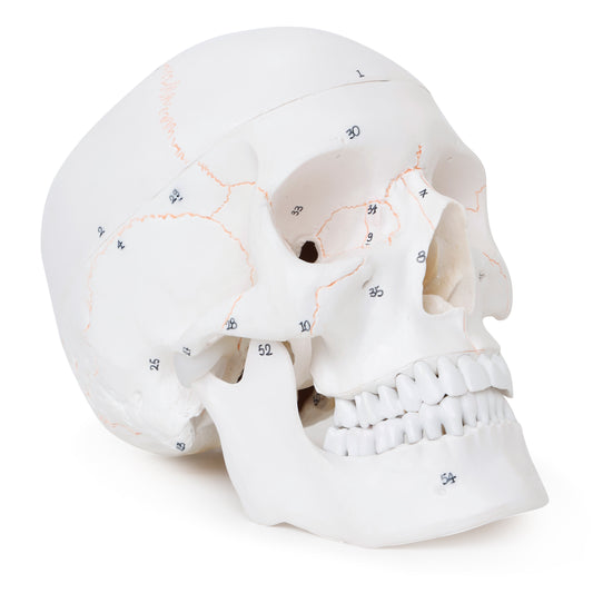 Life-Size Human Skull Model for Anatomy, Premium Skull with 54 Numbered Features, Removable Calvarium & Articulating Jaw, Medical & Dental Studies, Extremely Detailed Landmarks (Sutures, Foramen and Other Details Highlighted)
