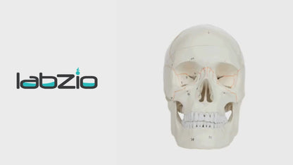 Life Size Premium Human Skull With Removable Calvarium