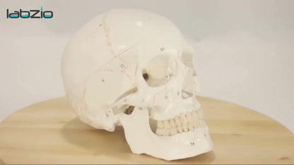 Life Size Premium Human Skull With Removable Calvarium