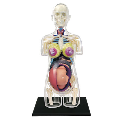 LABZIO 4D Master Transparent Human Anatomy Torso Model Kit (Transparent )