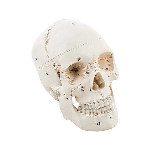 Life Size Premium Human Skull With Removable Calvarium