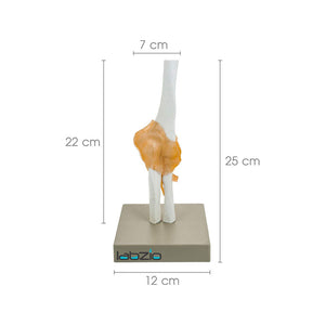 Human Elbow Joint Model with Flexible Ligaments, Anatomically Accurate, Orthopedic Model, with Detailed Study Guide