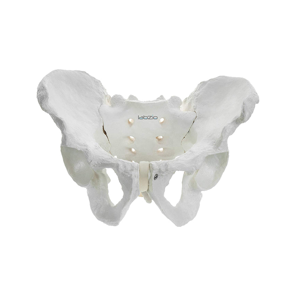 Male Pelvis Skeleton Model, Anatomically Correct, Life Size