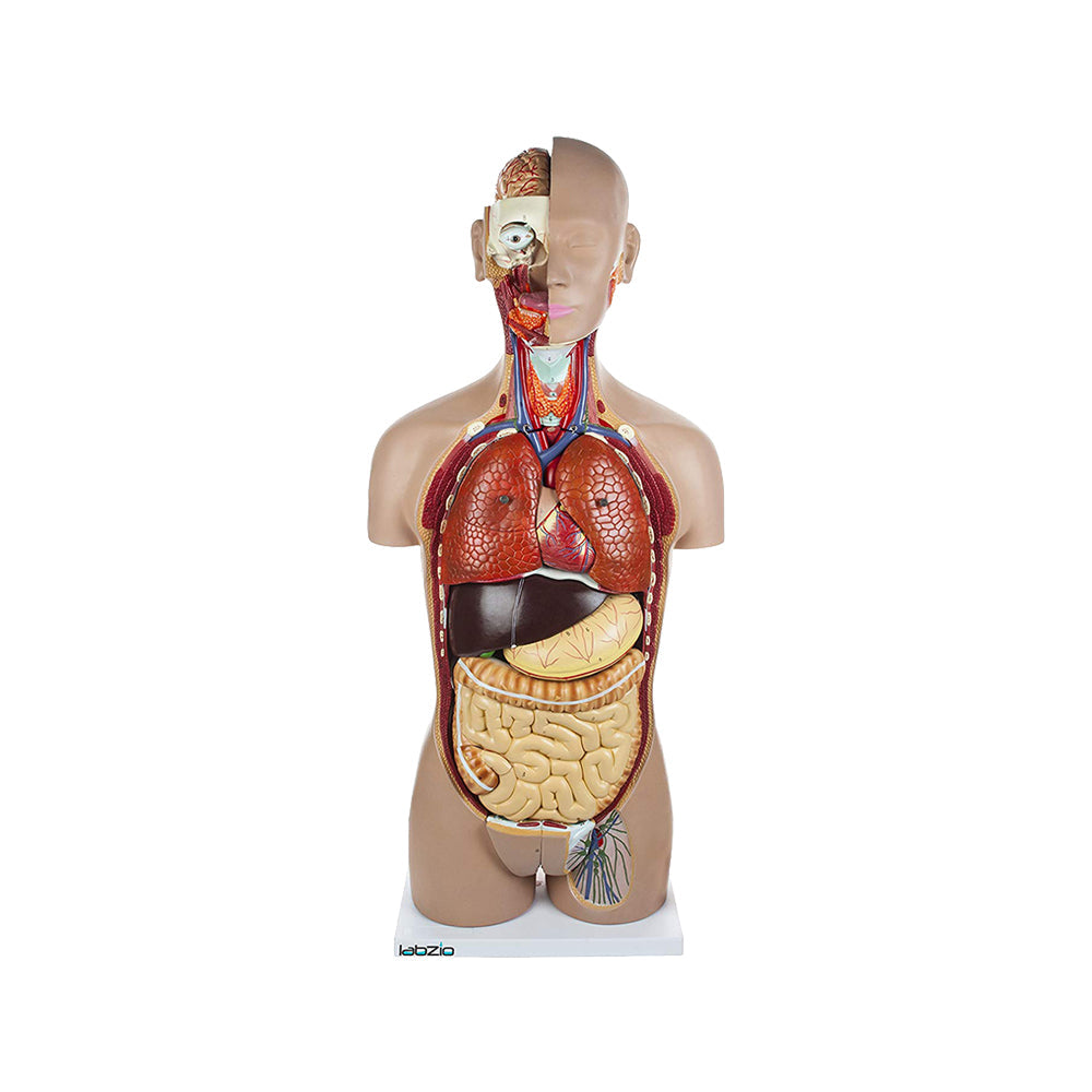 Anatomical Life Size Human Model with Interchangeable Reproductive System, Open Back, Detailed Key Card and 27 Removable Parts