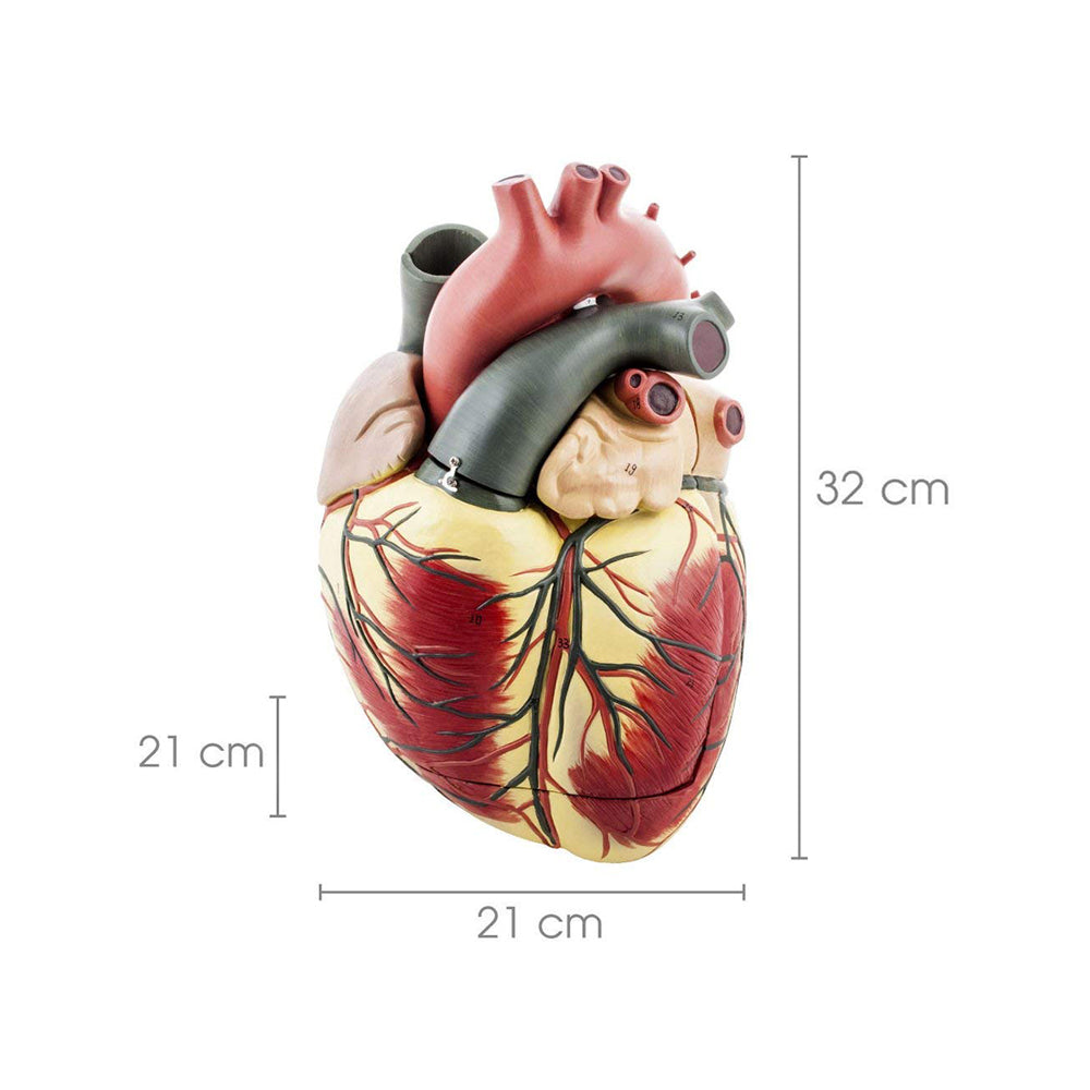 Premium Human Heart Model Enlarged 3 Times Hand Painted with Detailed Key Card