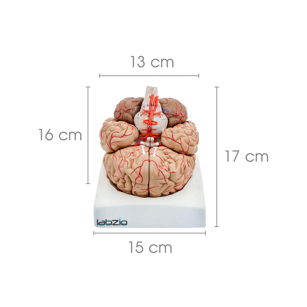 Premium Human Brain Model Life Size Shows Arteries and Dissects Into 8 Parts Anatomical Model with Detailed Key Card