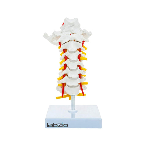 Cervical Vertebrae with Occipital Bone & Nerve with Spinal Cord, Life Size, Premium Anatomical Model