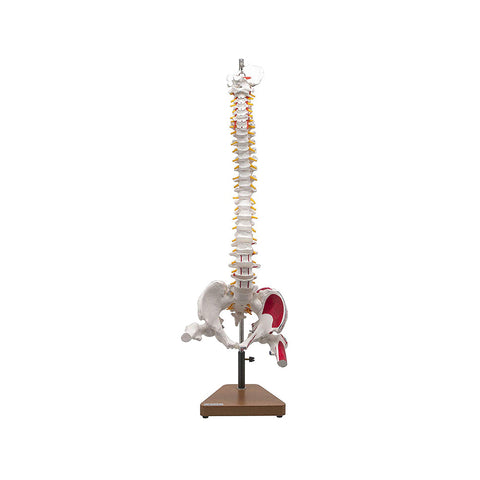Life Size Flexible Spinal Column with Femur Heads, Showing Spinal Nerves, With Painted Muscles and Occipital Plate, Medical Anatomical Model